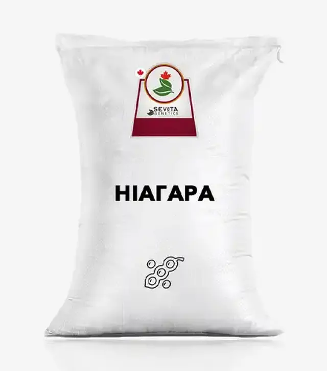 Соя Ниагара, т (Sevita Genetics)