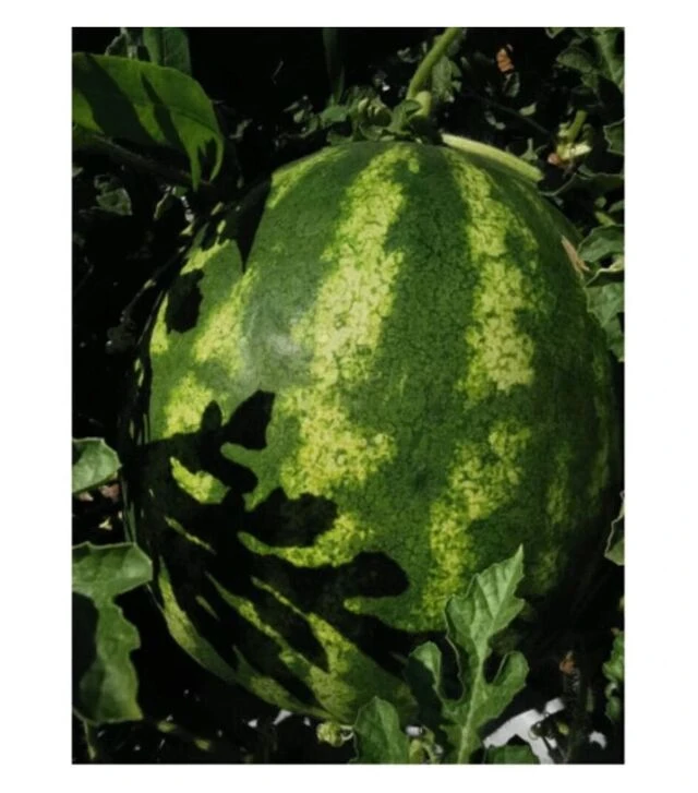 Семена арбуза Тейтум (ИНХ 1805) F1, п.о. 100 семян (Innova Seeds)