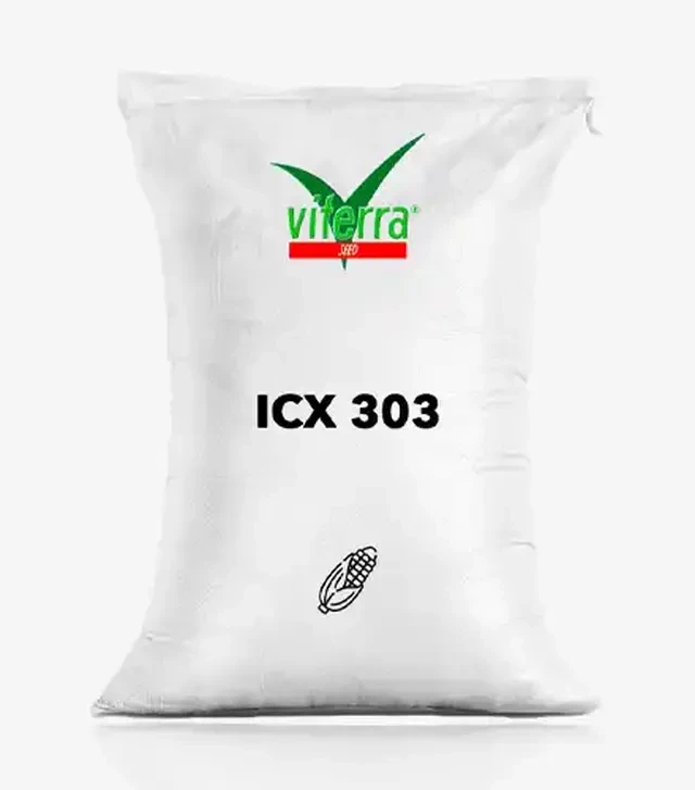 Кукурудза Ісх303, п.о. 80 тис. насінин (ViterraSeed)